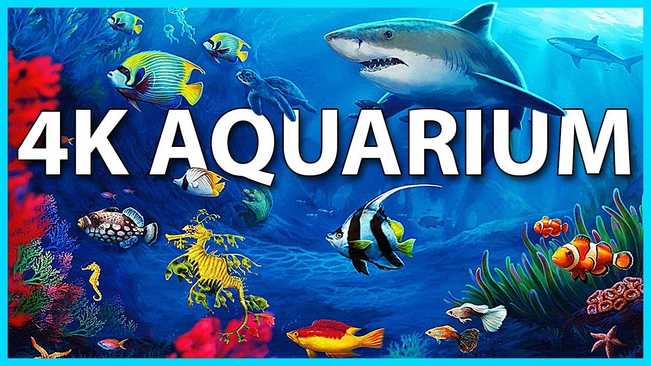 aquarium 4k video
